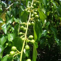 <i>Colubrina asiatica</i>  (L.) Brongn.